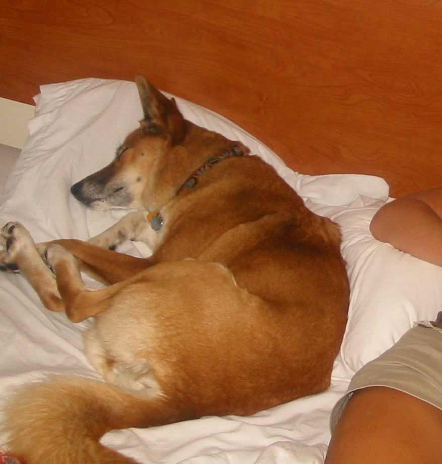 Making herself at home on a hotel bed