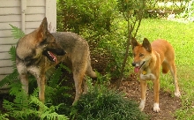 Dingo X and German Shepherd friend
