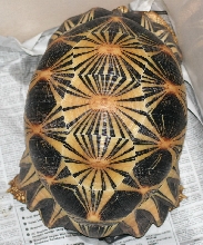 adult high yellow