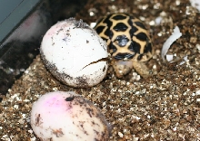 istar hatching