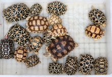 Mixed