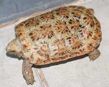 PANCAKE