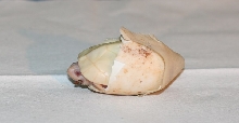 Siebenrockiella crassiocollis