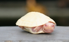 Siebenrockiella crassiocollis