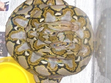 biscuit newly shed