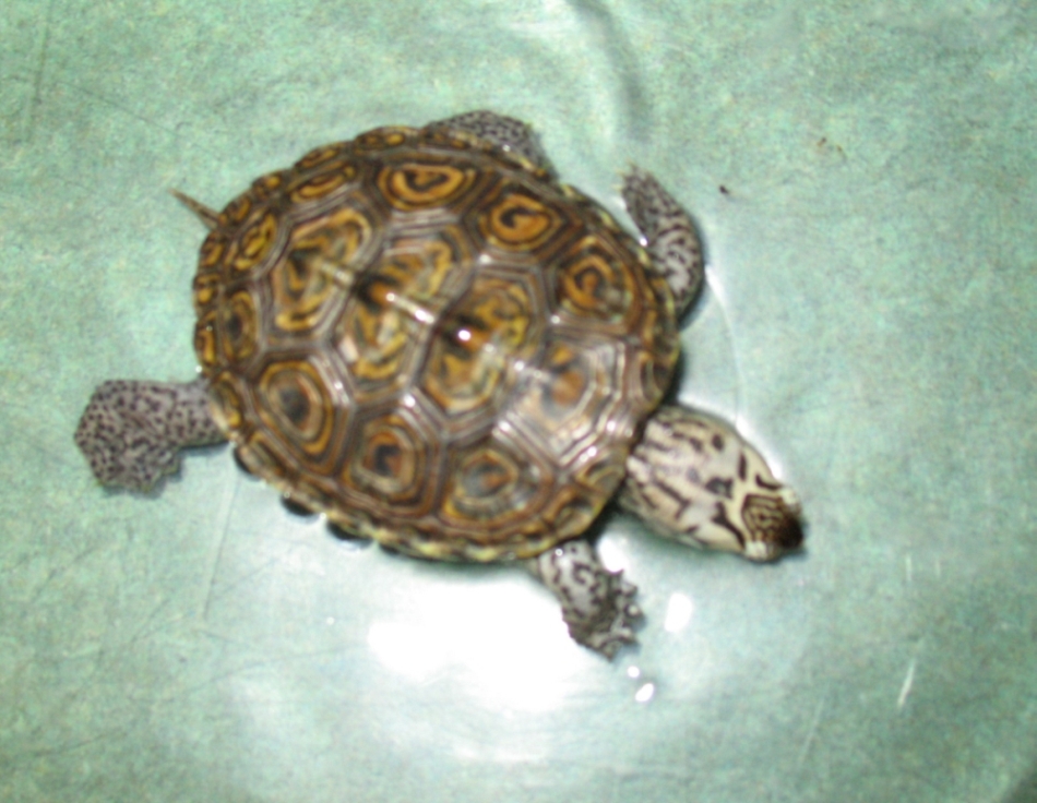 Squirt
