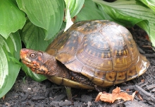 franklin