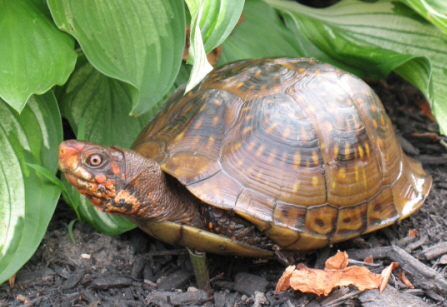 franklin