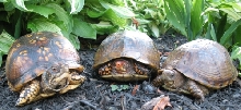 Box turtles