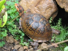 Franklin