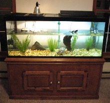 DBT tank