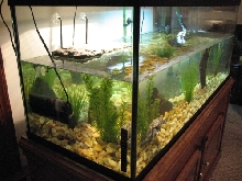 DBT tank