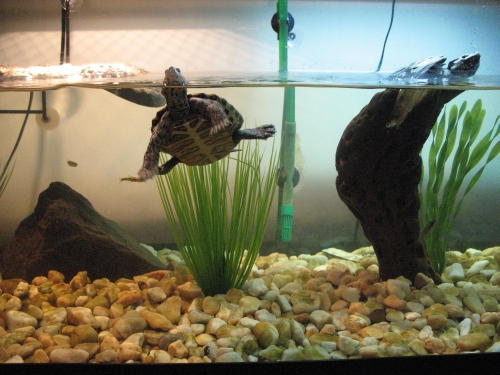 DBT tank