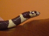 head
