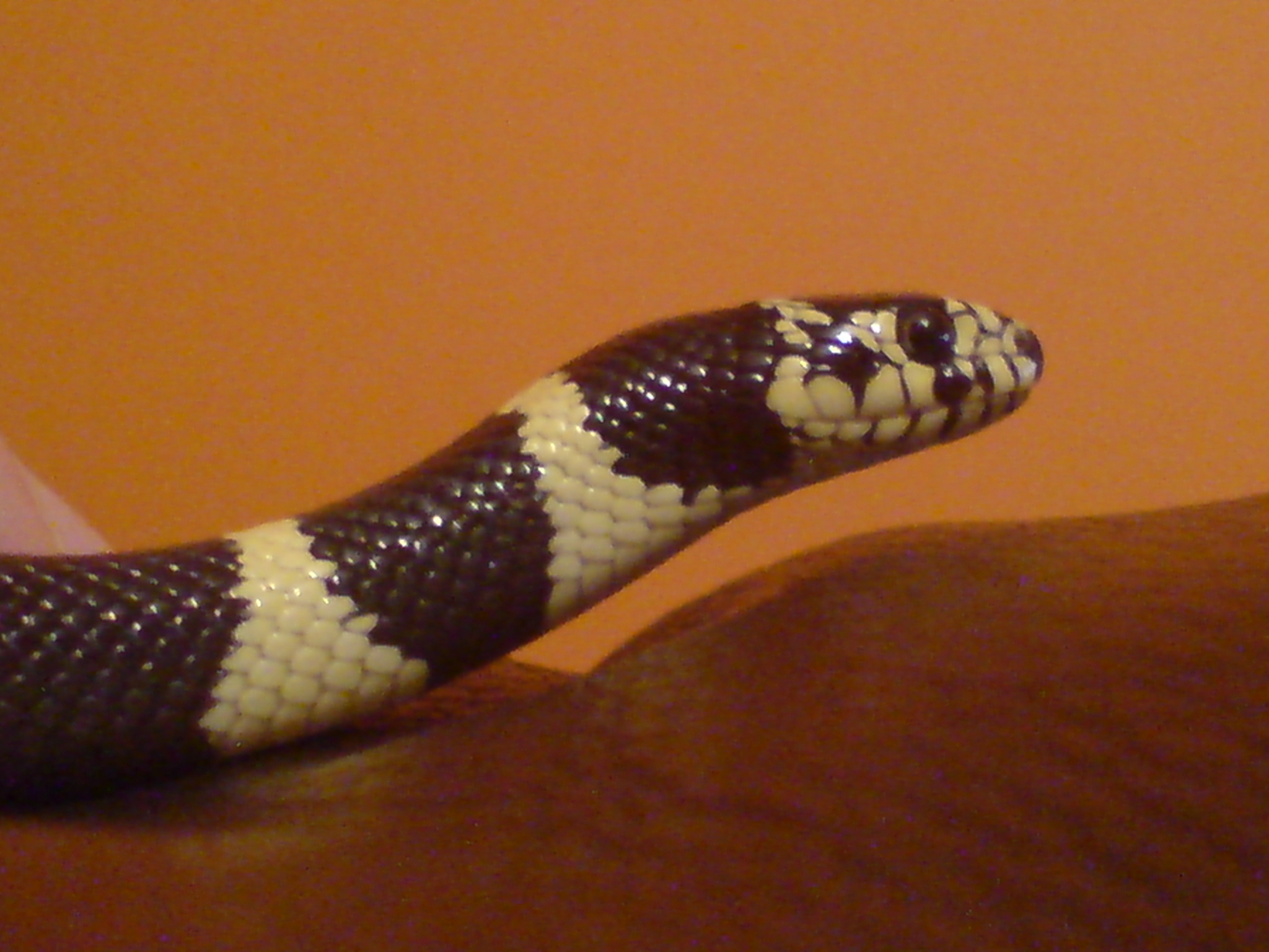 head