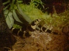 dennis' tank