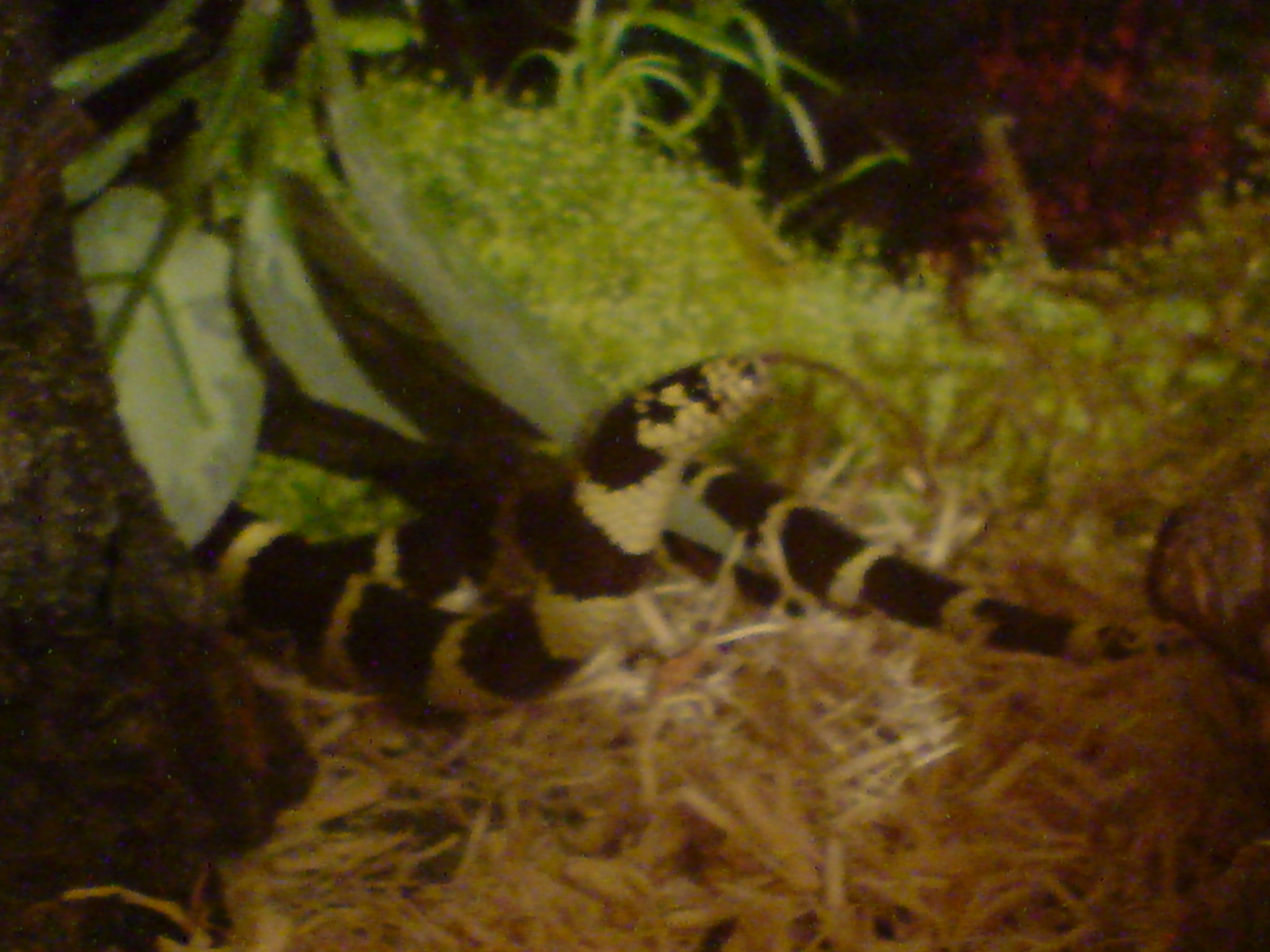 dennis' tank