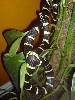 den3