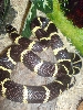 den4