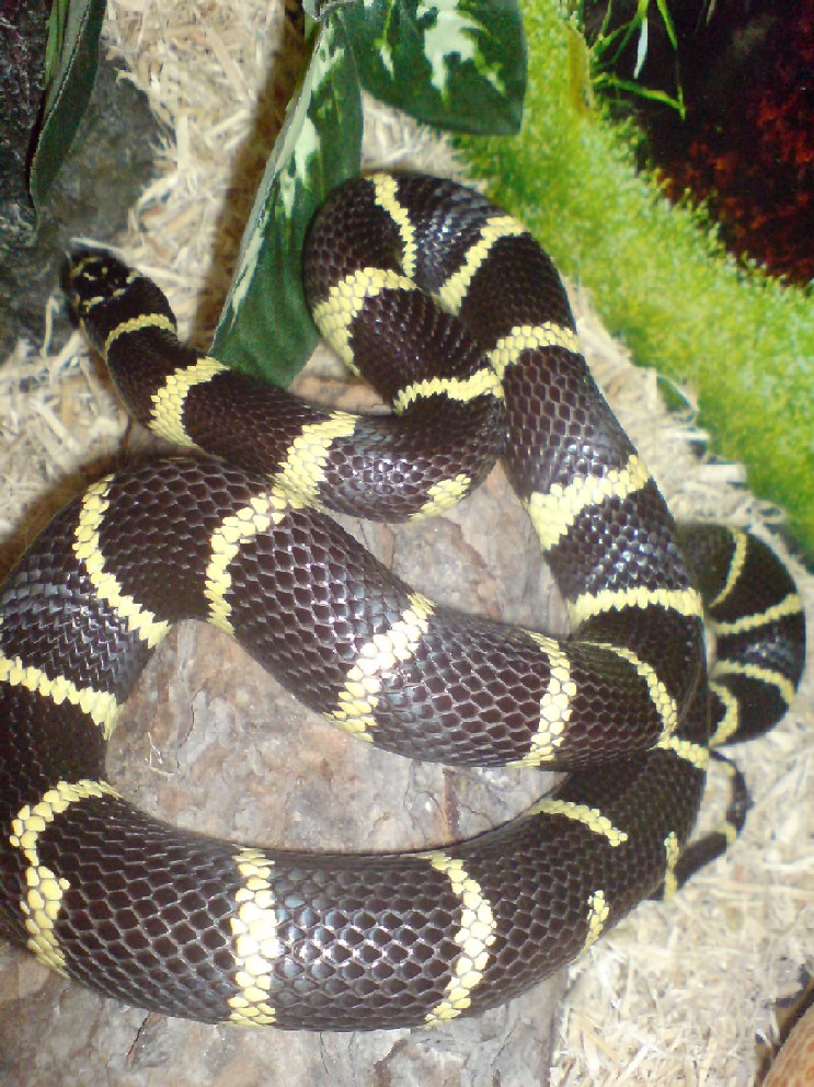den4