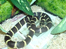 den1
