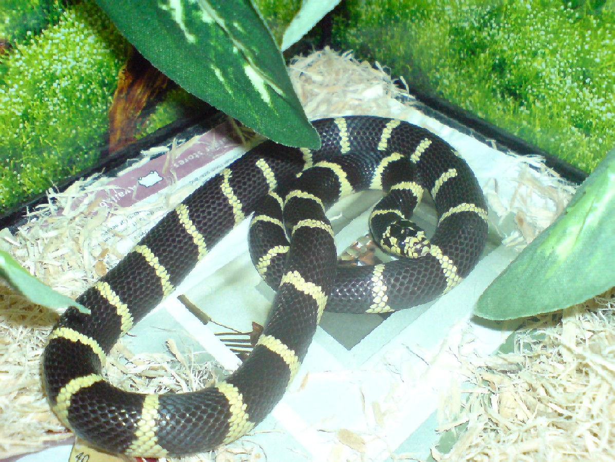 den1