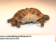 Siamesische Zwillinge
