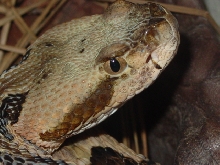 Horridus