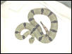 Florida Mountain (male)