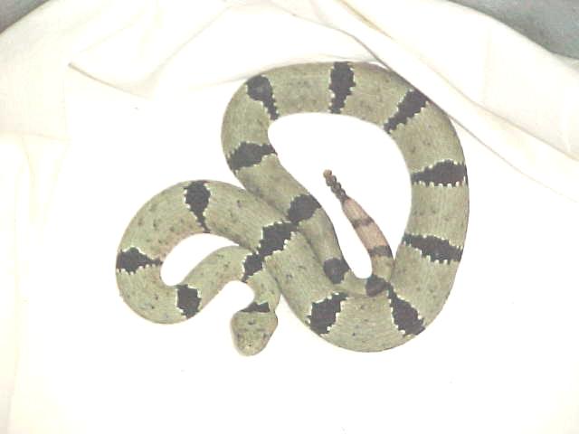 Florida Mountain (male)