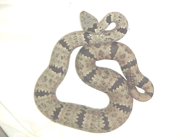 Florida Mountain (female)