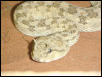 Cerastes Cerastes female