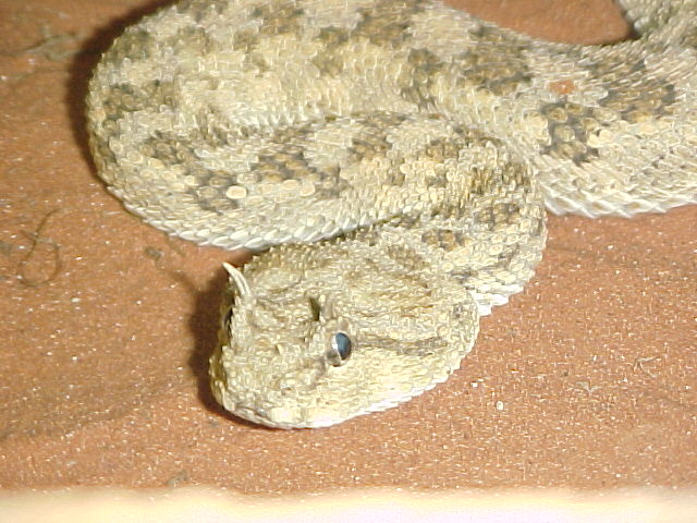Cerastes Cerastes female