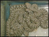 Cerastes Babies