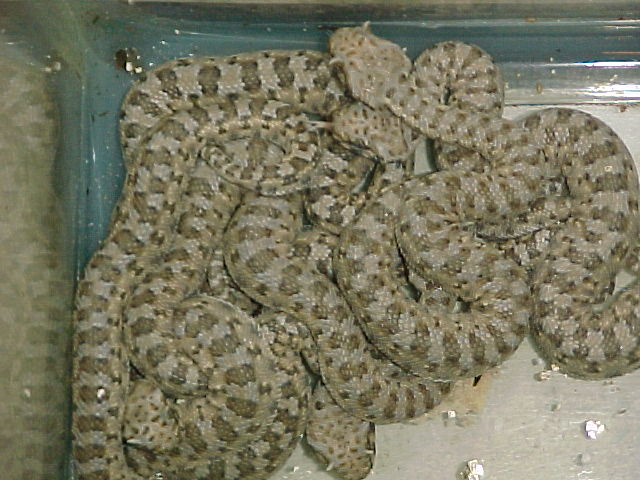 Cerastes Babies