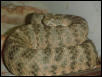 Female Tigris