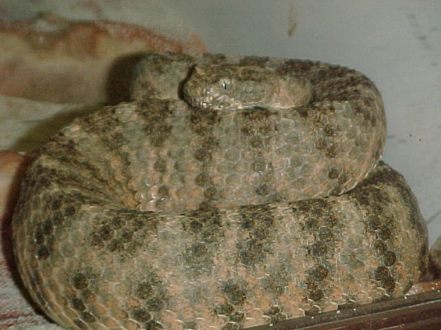 Female Tigris
