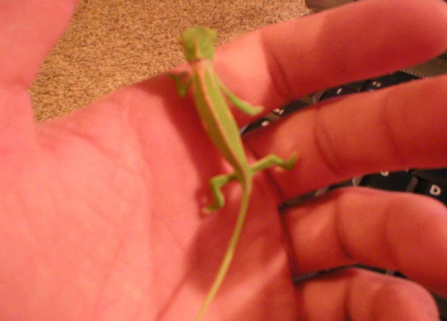 My chameleon