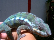 handsome1