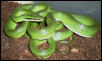 Chinese Green Ratsnake