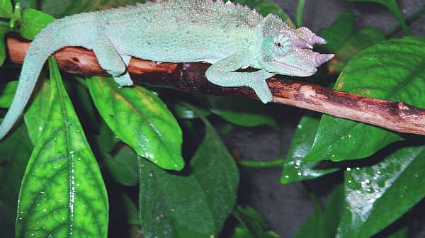 male Jackson