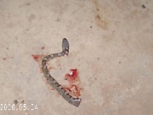 don't know what kind of snake