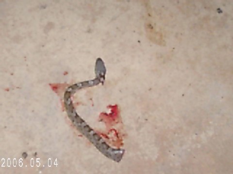 don't know what kind of snake