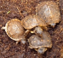3-toed box turtle hatchlings