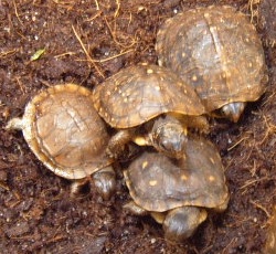 3-toed box turtle hatchlings