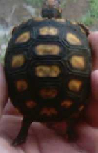 redfoot tortoise