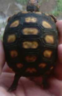 redfoot tortoise