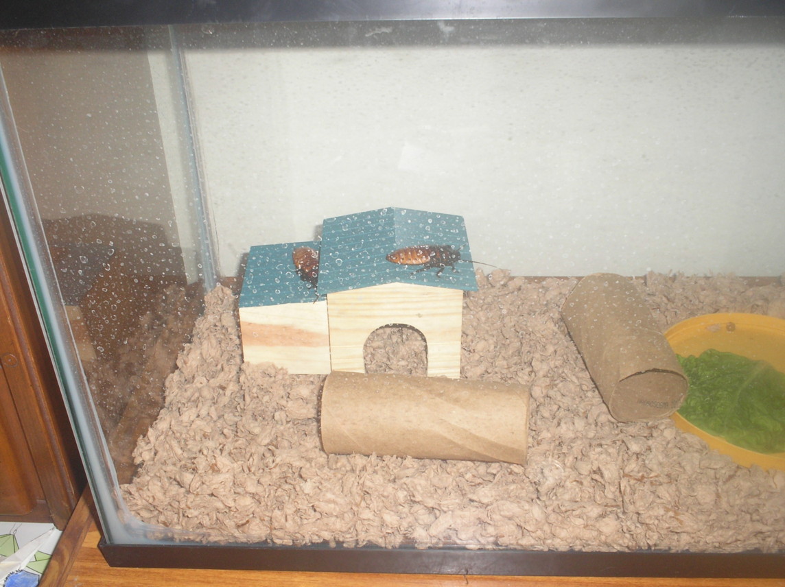 Hamlet & Laertes
