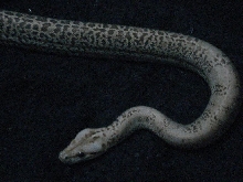 Granite Burmese