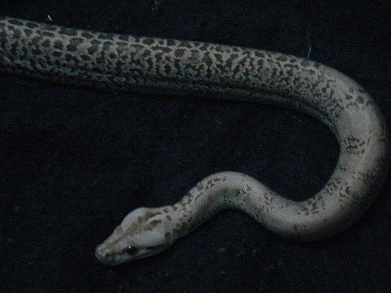 Granite Burmese